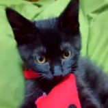 8月3日の伊勢崎ペッツクローバー店に参加する猫びよりの保護猫02