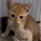 8月3日の伊勢崎ペッツクローバー店に参加する猫びよりの保護猫03