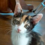 8月3日の伊勢崎ペッツクローバー店に参加する猫びよりの保護猫04