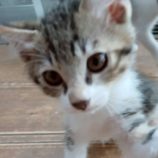 8月3日の伊勢崎ペッツクローバー店に参加する猫びよりの保護猫05