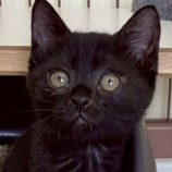 8月3日の伊勢崎ペッツクローバー店に参加する猫びよりの保護猫06