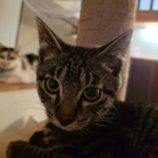 8月3日の伊勢崎ペッツクローバー店に参加する猫びよりの保護猫08