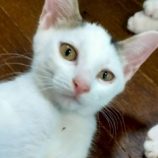 8月3日の伊勢崎ペッツクローバー店に参加する猫びよりの保護猫09