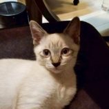 8月3日の伊勢崎ペッツクローバー店に参加する猫びよりの保護猫10