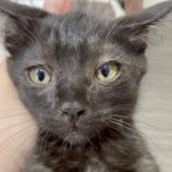 8月3日の伊勢崎ペッツクローバー店に参加する猫びよりの保護猫11