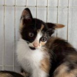 8月3日の伊勢崎ペッツクローバー店に参加する猫びよりの保護猫12