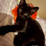 8月3日の伊勢崎ペッツクローバー店に参加する猫びよりの保護猫13