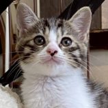 8月3日の伊勢崎ペッツクローバー店に参加する猫びよりの保護猫14