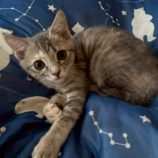 8月3日の伊勢崎ペッツクローバー店に参加する猫びよりの保護猫15