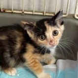 8月3日の伊勢崎ペッツクローバー店に参加する猫びよりの保護猫16