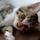 8月3日の伊勢崎ペッツクローバー店に参加する猫びよりの保護猫17