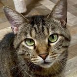 7月26日の君津店に参加する富津ねこネットの保護猫01