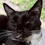 7月26日の君津店に参加する富津ねこネットの保護猫02