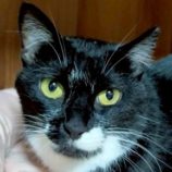 7月26日の君津店に参加する富津ねこネットの保護猫03