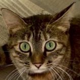 7月26日の君津店に参加する富津ねこネットの保護猫05