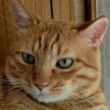 7月26日の君津店に参加する富津ねこネットの保護猫06