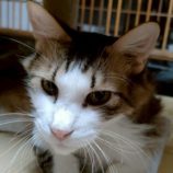 7月26日の君津店に参加する富津ねこネットの保護猫07