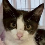 7月26日の君津店に参加する富津ねこネットの保護猫09