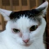 7月26日の君津店に参加する富津ねこネットの保護猫10