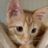 7月26日の君津店に参加する富津ねこネットの保護猫11