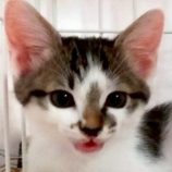 7月26日の君津店に参加する富津ねこネットの保護猫12