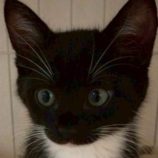 7月26日の君津店に参加する富津ねこネットの保護猫13