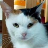 7月26日の君津店に参加する富津ねこネットの保護猫14