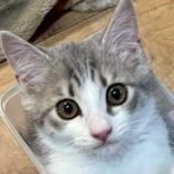 7月26日の君津店に参加する富津ねこネットの保護猫15