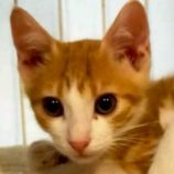 7月26日の君津店に参加する富津ねこネットの保護猫16