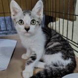 7月20日の古河店に参加するにゃんこの大冒険の保護猫01