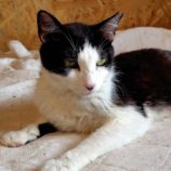 7月20日の古河店に参加するにゃんこの大冒険の保護猫02