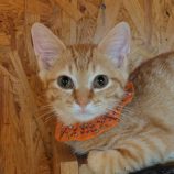 7月20日の古河店に参加するにゃんこの大冒険の保護猫04