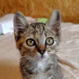 7月20日の古河店に参加するにゃんこの大冒険の保護猫05