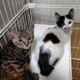 7月20日の古河店に参加するにゃんこの大冒険の保護猫06