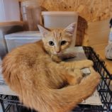 7月20日の古河店に参加するにゃんこの大冒険の保護猫07