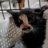 7月20日の古河店に参加するにゃんこの大冒険の保護猫08