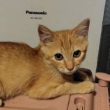 7月20日の古河店に参加するにゃんこの大冒険の保護猫09