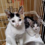 7月20日の古河店に参加するにゃんこの大冒険の保護猫10