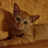 7月20日の古河店に参加するにゃんこの大冒険の保護猫11