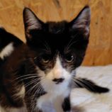 7月20日の古河店に参加するにゃんこの大冒険の保護猫12