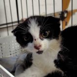 7月20日の古河店に参加するにゃんこの大冒険の保護猫13