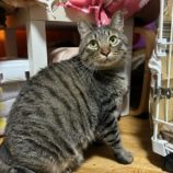 7月27日の瑞穂店に参加するまたたび家の保護猫01