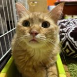 7月27日の瑞穂店に参加するまたたび家の保護猫02