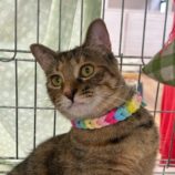 7月27日の瑞穂店に参加するまたたび家の保護猫05