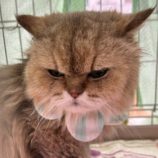 7月27日の瑞穂店に参加するまたたび家の保護猫06