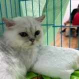 7月27日の瑞穂店に参加するまたたび家の保護猫07