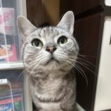 7月27日の瑞穂店に参加するまたたび家の保護猫08