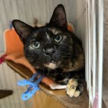 7月27日の瑞穂店に参加するまたたび家の保護猫09