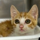 7月27日の瑞穂店に参加するまたたび家の保護猫10