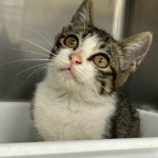 7月27日の瑞穂店に参加するまたたび家の保護猫11